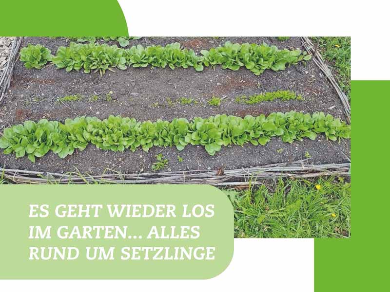 GG-Setzlinge-ziehen-Flyer-2023-04-01